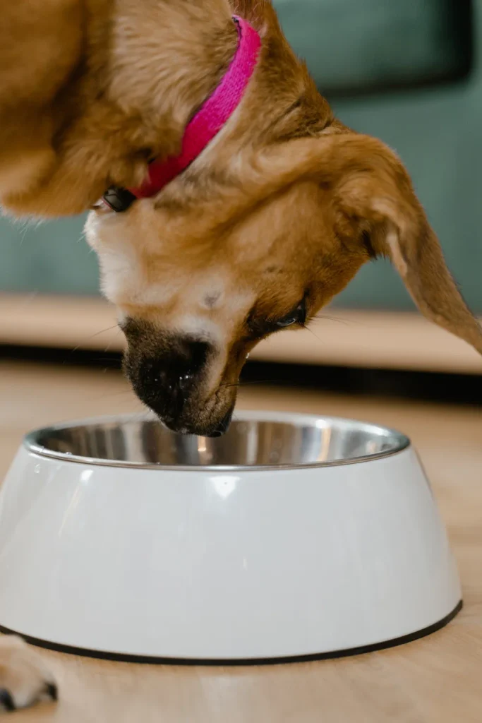 Brown puppy with a bright pink collar bending down to eat from a white pet bowl with a steel insert, on a wooden floor.
