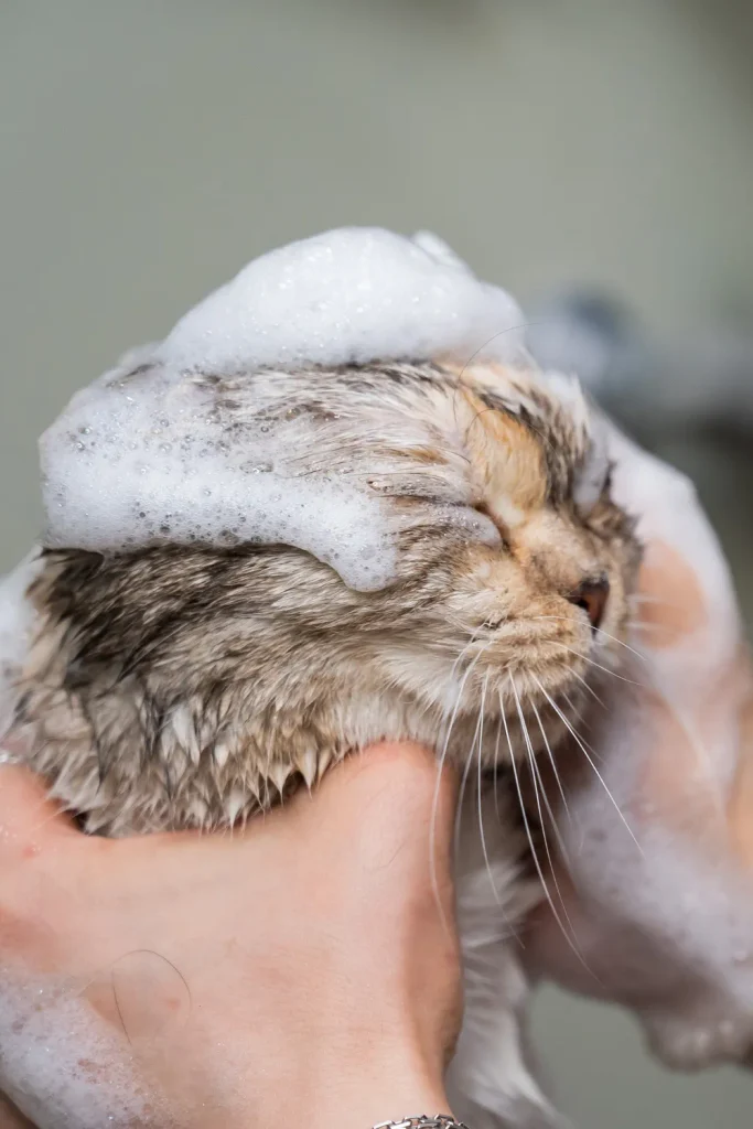 can you use baby shampoo on a cat
