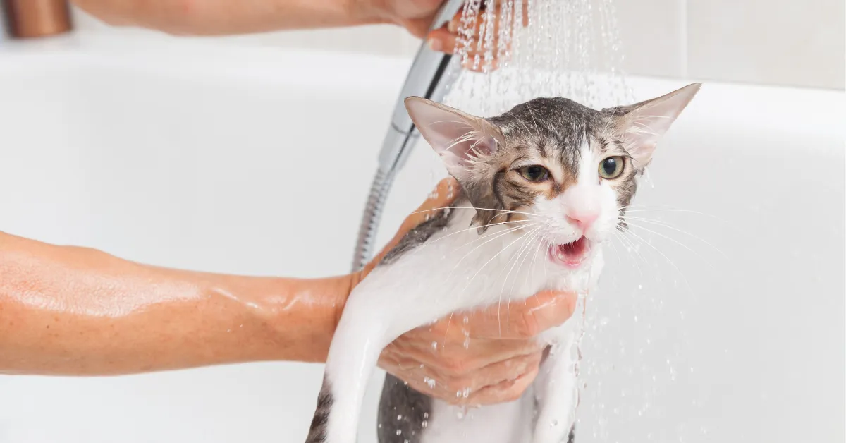 can you use baby shampoo on a cat