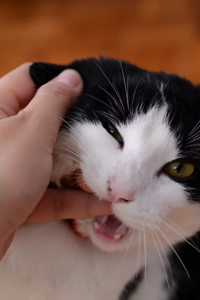cat bite infection