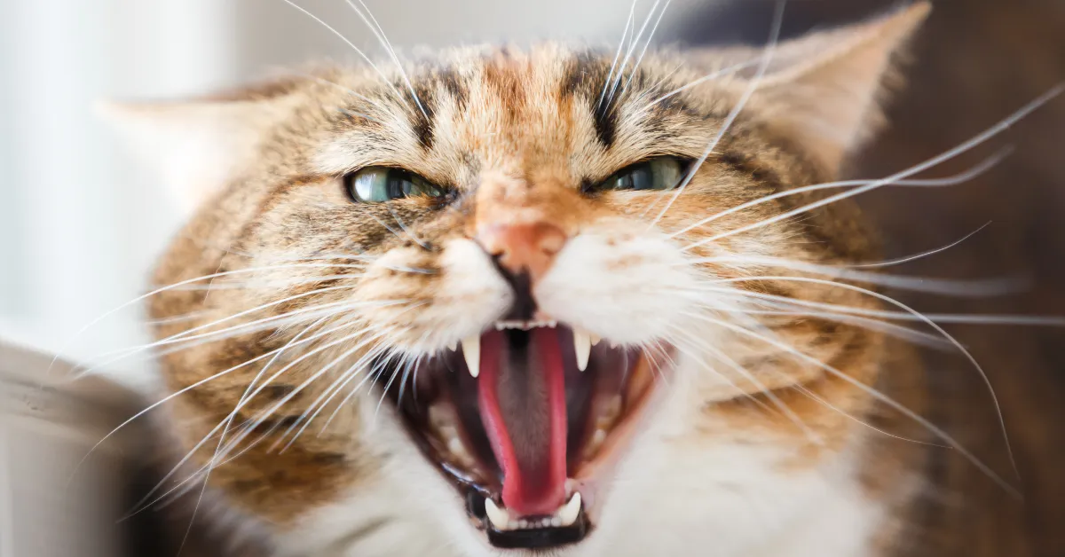cat bite infection