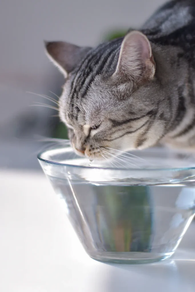 cat diabetes treatment without insulin