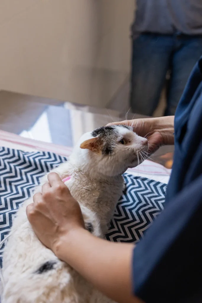cat rescue Campbell Ohio