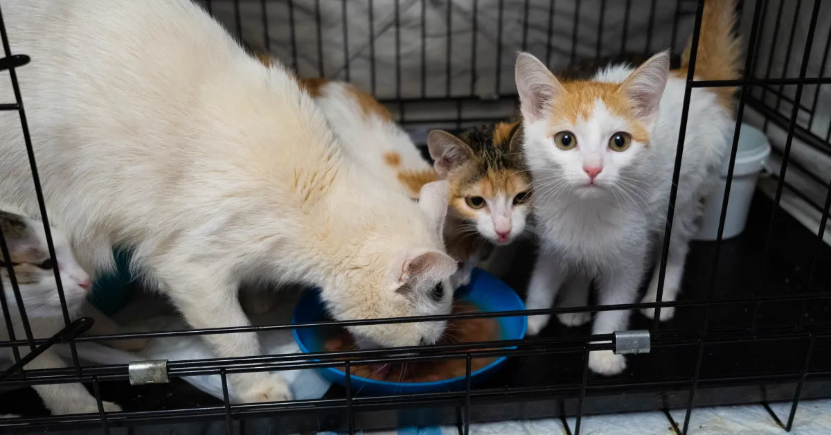 cat rescue Campbell Ohio