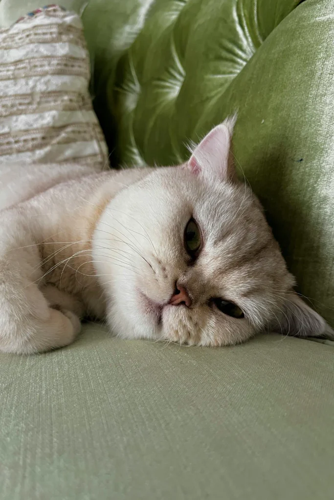 cat separation anxiety