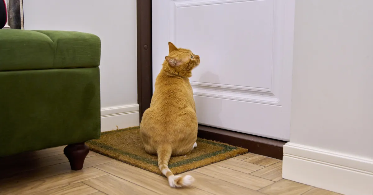 cat separation anxiety