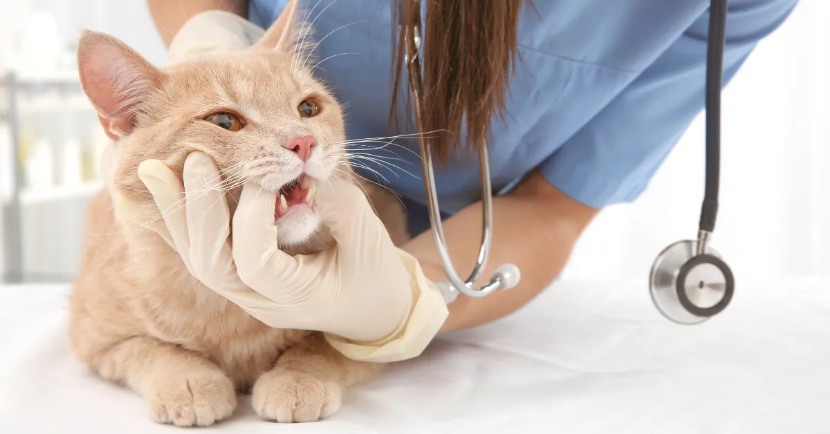 cat teeth problems