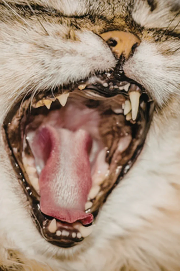 # Your Cat's Teeth Can Look Fine and Still Be a Problem

A cat with a painful mouth will often eat anyway, just more slowly, or with its head tilted to one side. Most owners never connect that to a dental issue. By the time something looks obviously wrong, the damage has usually been building for months.

Cat dental disease is one of the most common health problems in cats, and also one of the easiest to overlook.

## What Is Actually Happening in There

The three most common conditions are gingivitis, periodontitis, and tooth resorption.

Gingivitis starts with plaque that hardens into tartar and inflames the gums. It is usually reversible if caught early. Left alone, it progresses to periodontitis, which damages the tissue and bone holding the tooth in place. That damage cannot be reversed.

Tooth resorption is different. It starts inside the tooth and breaks down the structure from within, showing up as a pinkish defect at the gumline only after significant damage has occurred. It is the most common cause of tooth loss in cats, affecting an estimated 30 to 70 percent, and its cause is still unknown.

Signs are easy to miss: reluctance to eat hard food, drooling, bad breath, red or swollen gums, or a cat that suddenly seems irritable. Tooth resorption can be extremely painful, and cats will hide it.

## Why Owners Keep Missing It

Cats do not show pain the way dogs or people do. A cat with a mouth full of problems may still eat, still groom, still seem normal. The discomfort shows up in subtle shifts in behavior rather than obvious distress, and those shifts are easy to write off as mood or personality.

[Research cited by feline health experts puts the number of cats over age three with some form of dental disease at roughly three in four](https://icatcare.org/articles/everyday-care-for-your-cat). That is not a rare condition. It is the default outcome when dental health is not actively maintained.

Full diagnosis usually requires probing the gums and X-rays of the jaw, both of which need anesthesia. This is why a vet exam is the only way to know what is actually going on, because there is no reliable way to see the full picture at home.

[Cornell's feline health researchers note that human toothpaste is toxic to cats](https://www.vet.cornell.edu/departments-centers-and-institutes/cornell-feline-health-center/health-information/feline-health-topics/feline-dental-disease) and that daily brushing with a cat-safe product is the most effective prevention available. They also point out that only the outer surfaces need brushing, since the tongue handles the inner side.

The bacteria involved in dental disease do not stay in the mouth. [The same bacterial load that makes cat mouths a concern in other contexts](https://furryfound.com/cat-bites-look-minor-and-that-is-the-problem/) is present in cats with advanced gum disease, and Cornell links severe gingivitis to systemic conditions including kidney disease and diabetes. [Cats managing chronic illness already carry a heavier load](https://furryfound.com/if-your-cat-has-ever-had-insulin-shots-these-new-diabetes-drugs-are-not-an-option/), and dental disease adds to it in ways owners rarely see coming.

[Small behavioral shifts are often the earliest signal](https://furryfound.com/seven-signs-your-rescue-cat-is-starting-to-trust-you/), and dental pain is one of the more common reasons a cat quietly changes habits it used to keep without thinking.

## Conclusion

Has your cat ever had a dental issue that came up at a routine vet visit rather than something you noticed at home? Drop what happened in the comments below.

For more cat health and care stories, follow [Furry Found on X (Twitter)](https://x.com/Furryfound) and [Facebook](https://www.facebook.com/furryfound/), and visit [Furry Found](https://furryfound.com) for more.
cat teeth problems 

