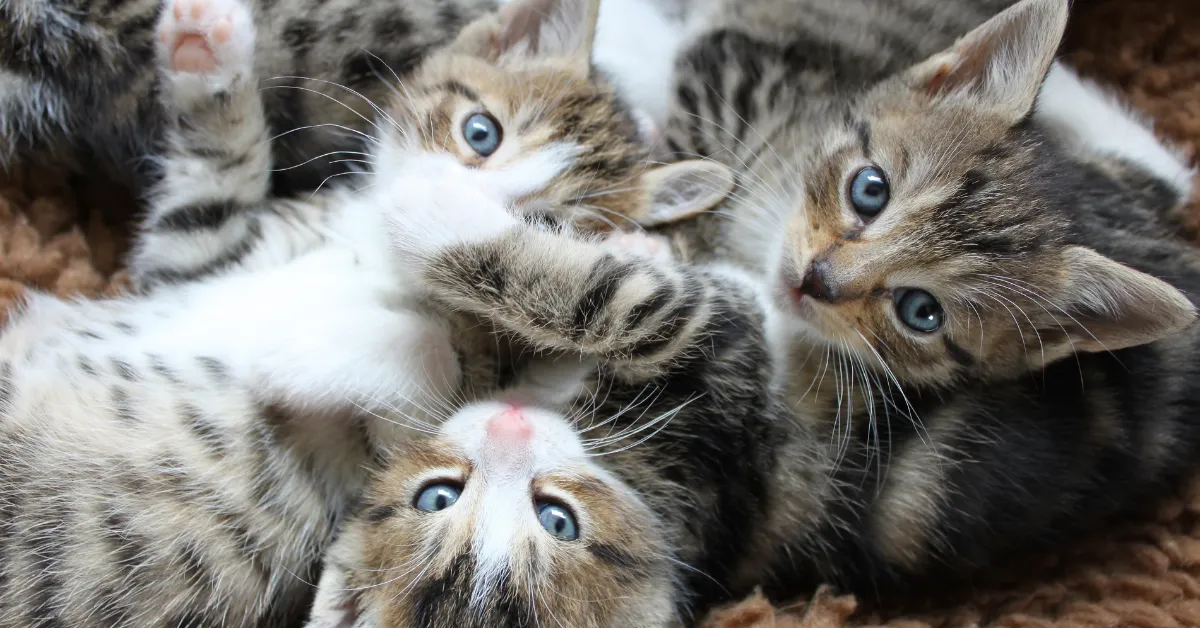 cats abandoned in foreclosed home