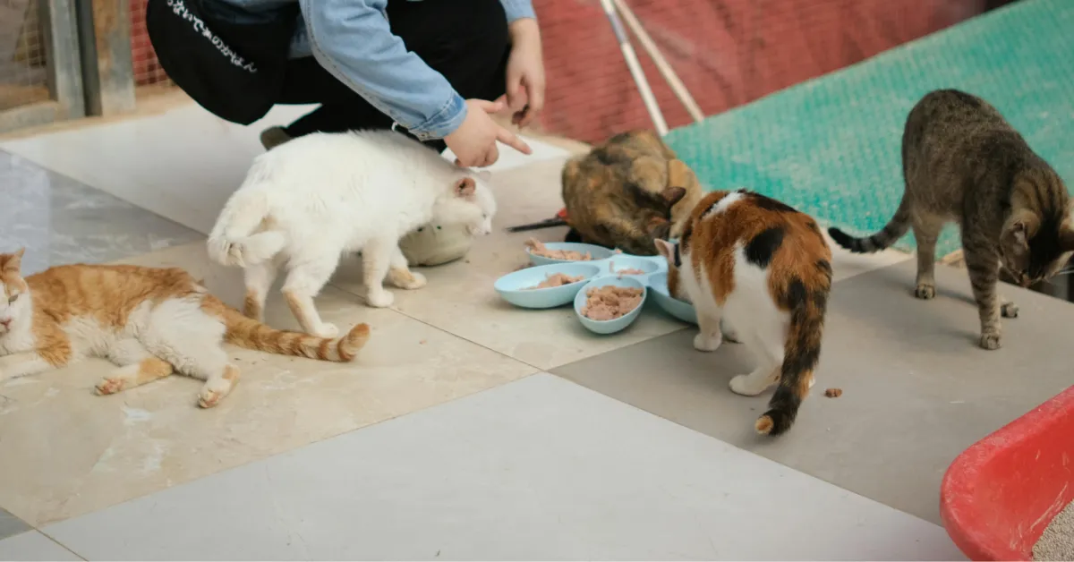cats rescued Glenville New York