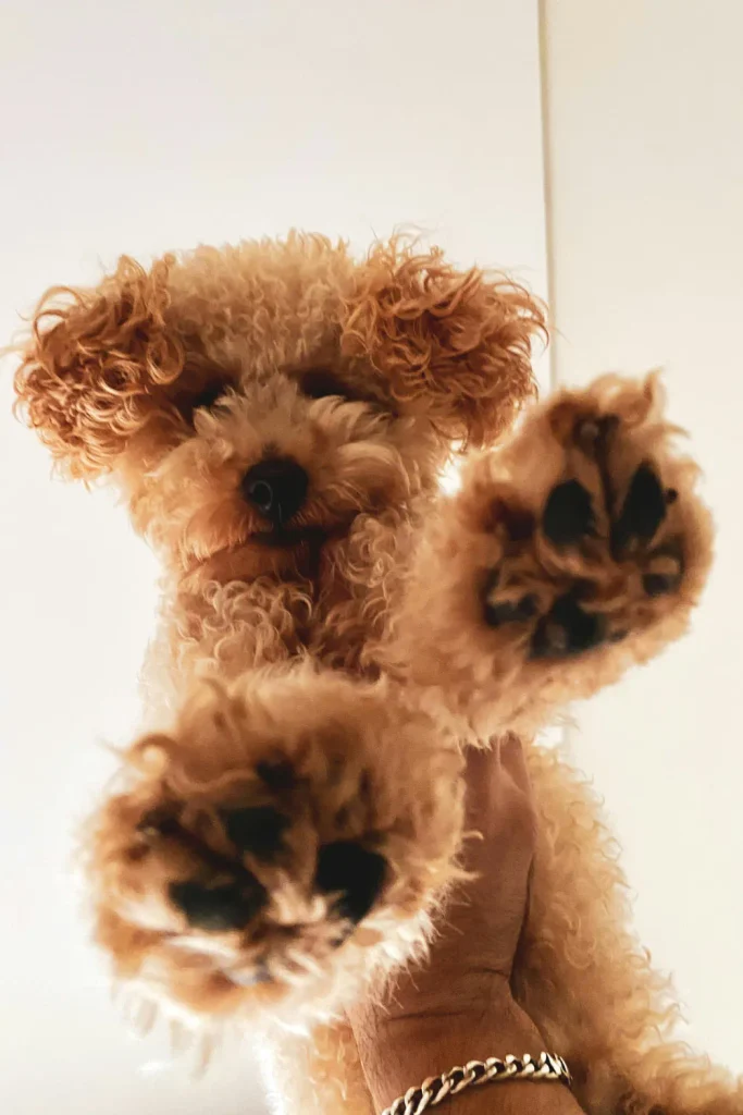 Curly-haired Doodle puppy seen from below with both fluffy paws raised toward the camera