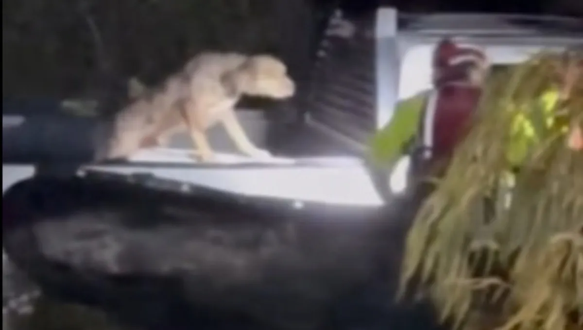 El Paso firefighter rescuing a dog stranded on a flooded truck in Rock Springs, Texas
