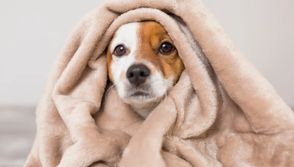 Small dog peeking out from a cozy blanket wrapped around it