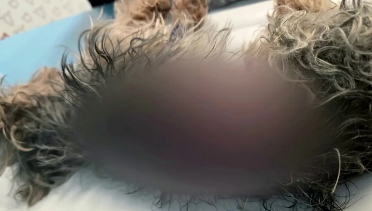 Ellie, a 16-year-old dog, lying on a blanket with her injuries blurred, recovering at a veterinary hospital