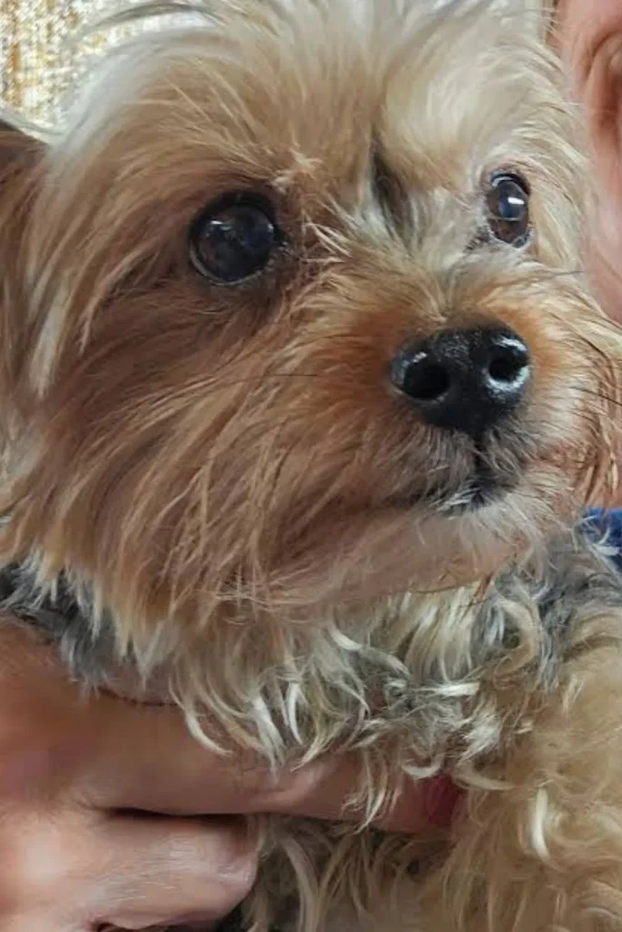 Close-up of a small long-haired terrier-type dog being held in someone's arms