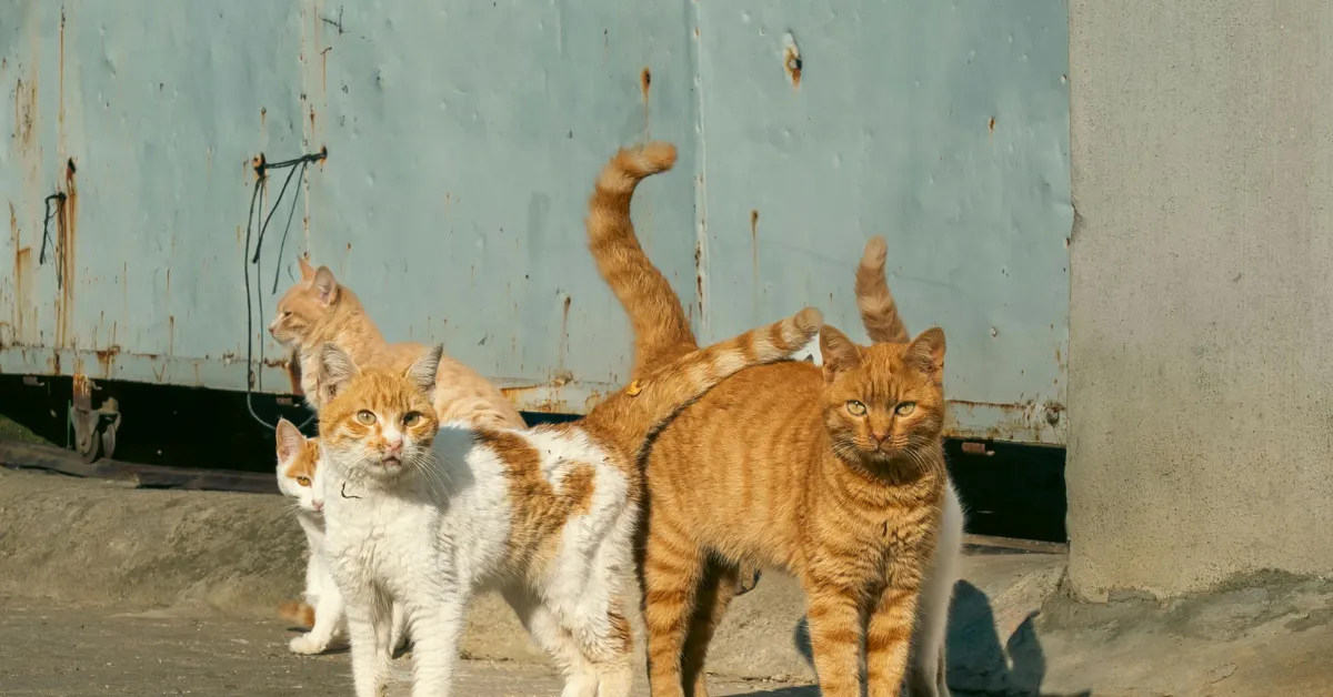 feral cat colony West Virginia