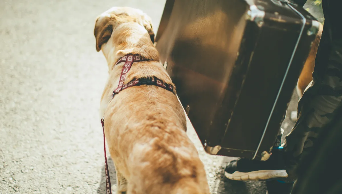 Brown puppy with a bright pink collar bending down to eat from a white pet bowl with a steel insert, on a wooden floor.