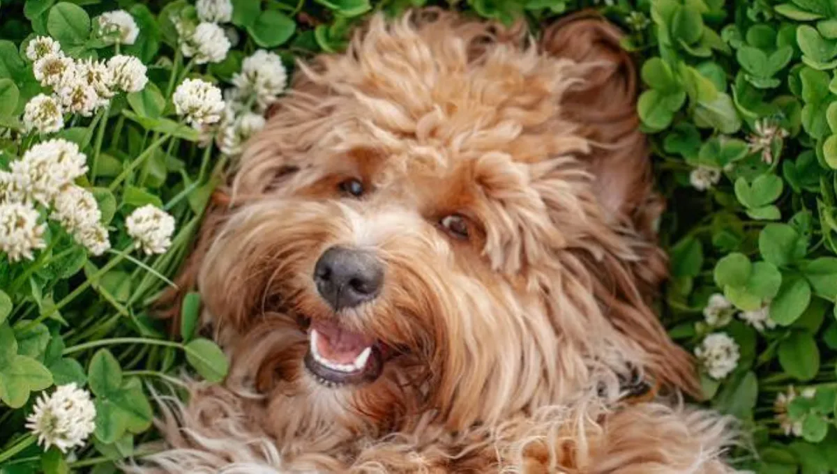 Happy curly-haired Doodle dog smiling while lying in clover and grass