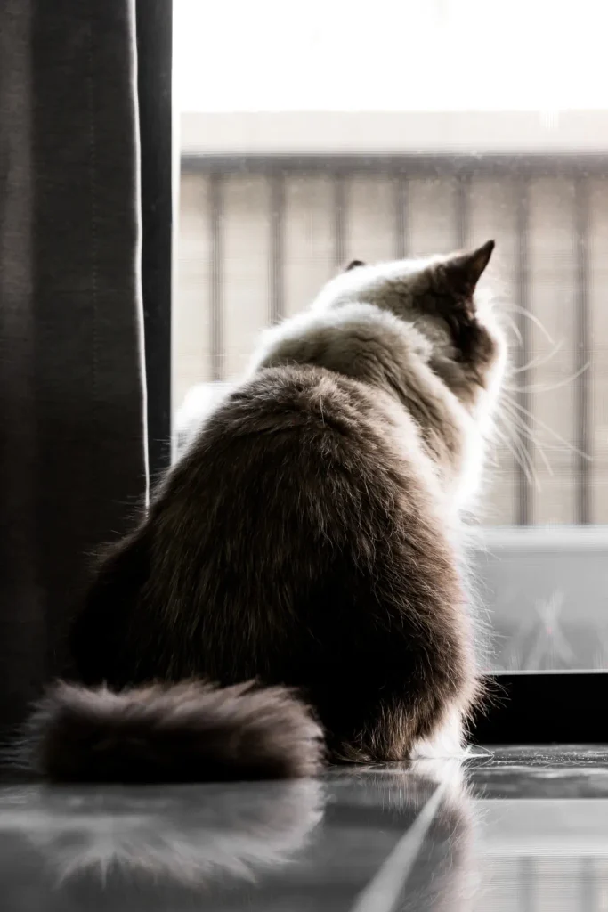 how do cats act when another cat dies
