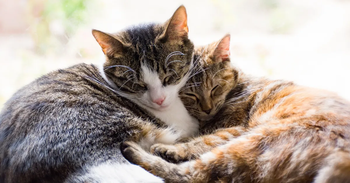 how do cats act when another cat dies