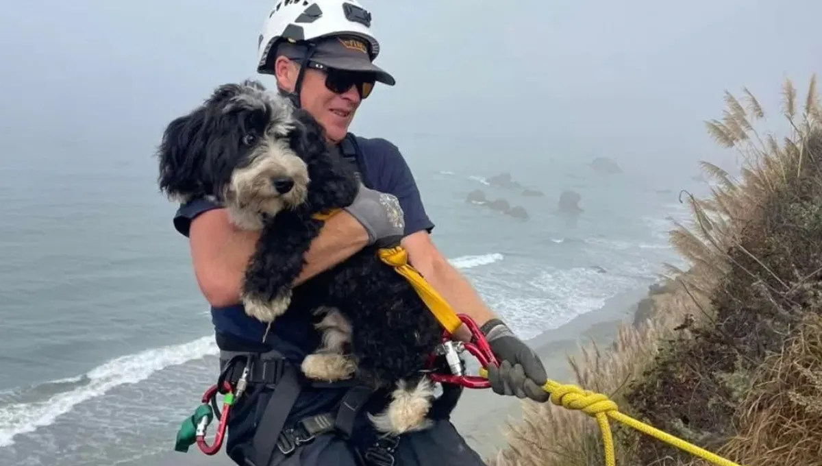 Humphrey, the dog rescued from a cliffside near Kirk Creek in Big Sur, carried by a firefighter using a rope system