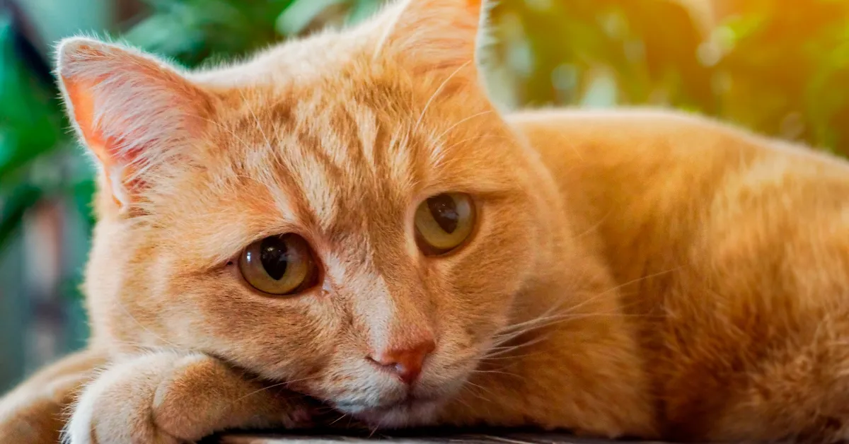 is my cat depressed or sick