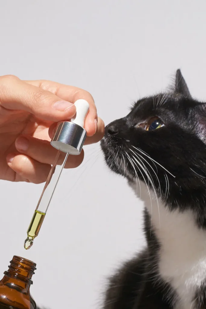  kitten rescued from glue