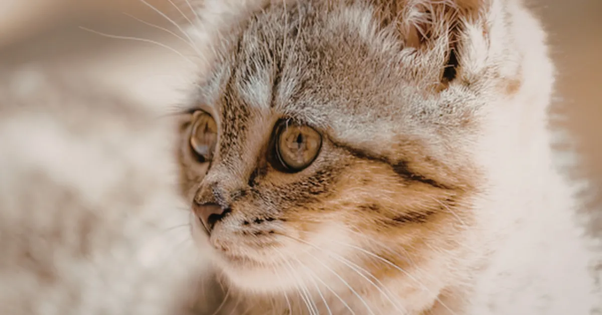 kitten rescued from glue