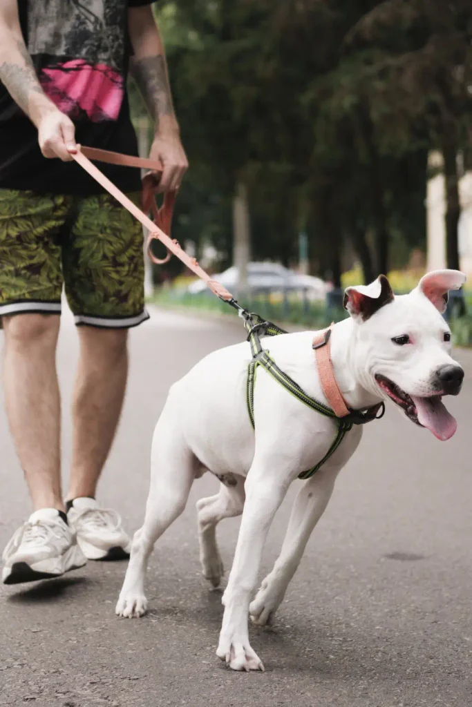 Man walking a large white dog on a leash and harness down the street