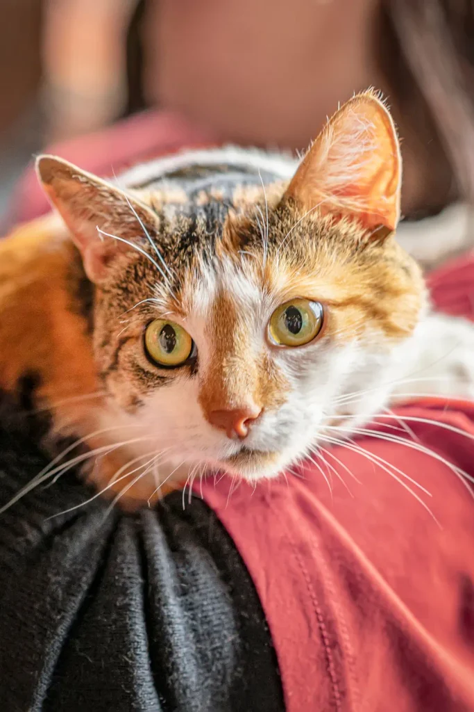 missing cat Brevard County Florida