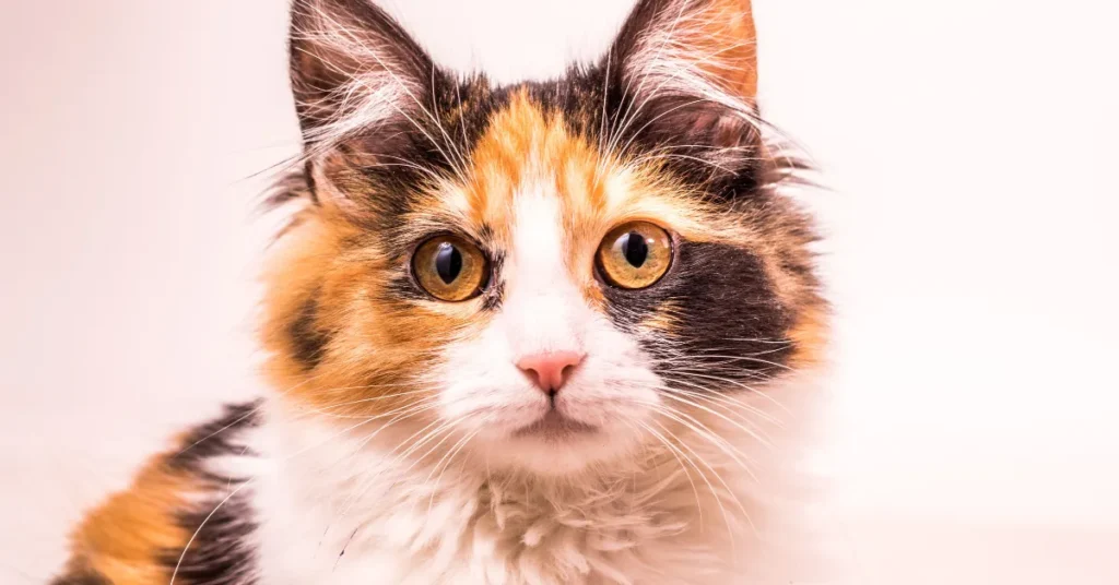 A Cat Being Driven to a Rescue Went Missing After a Semi Crash on I-95 in Brevard County Florida