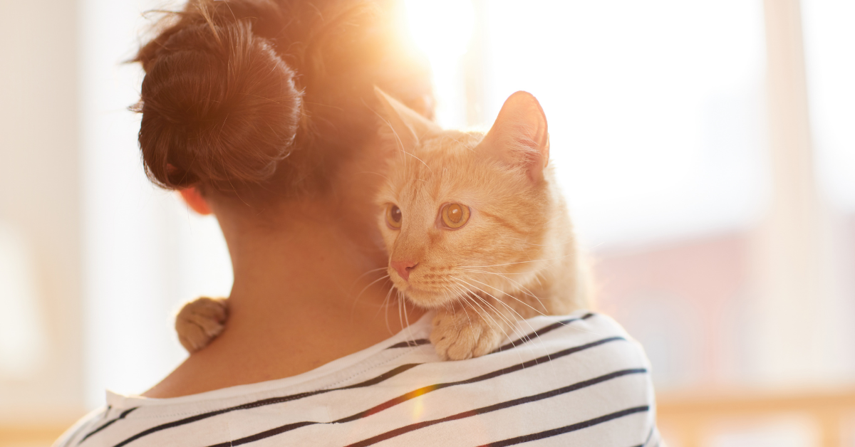cat rescue volunteer carrier