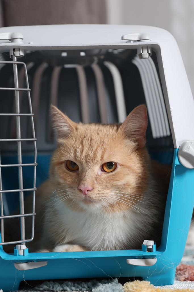 cat rescue volunteer carrier