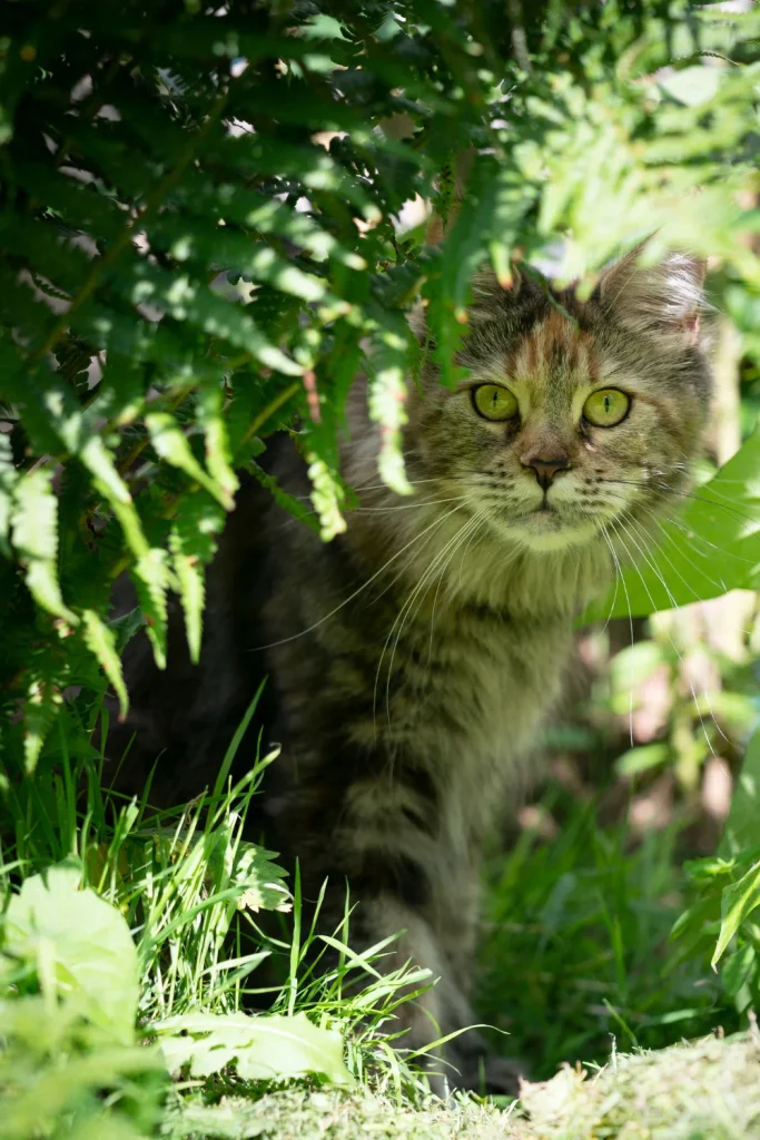 missing cats Uniontown Ohio 