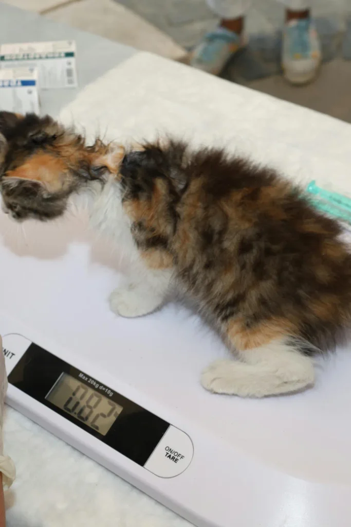 my cat just had kittens what do i do