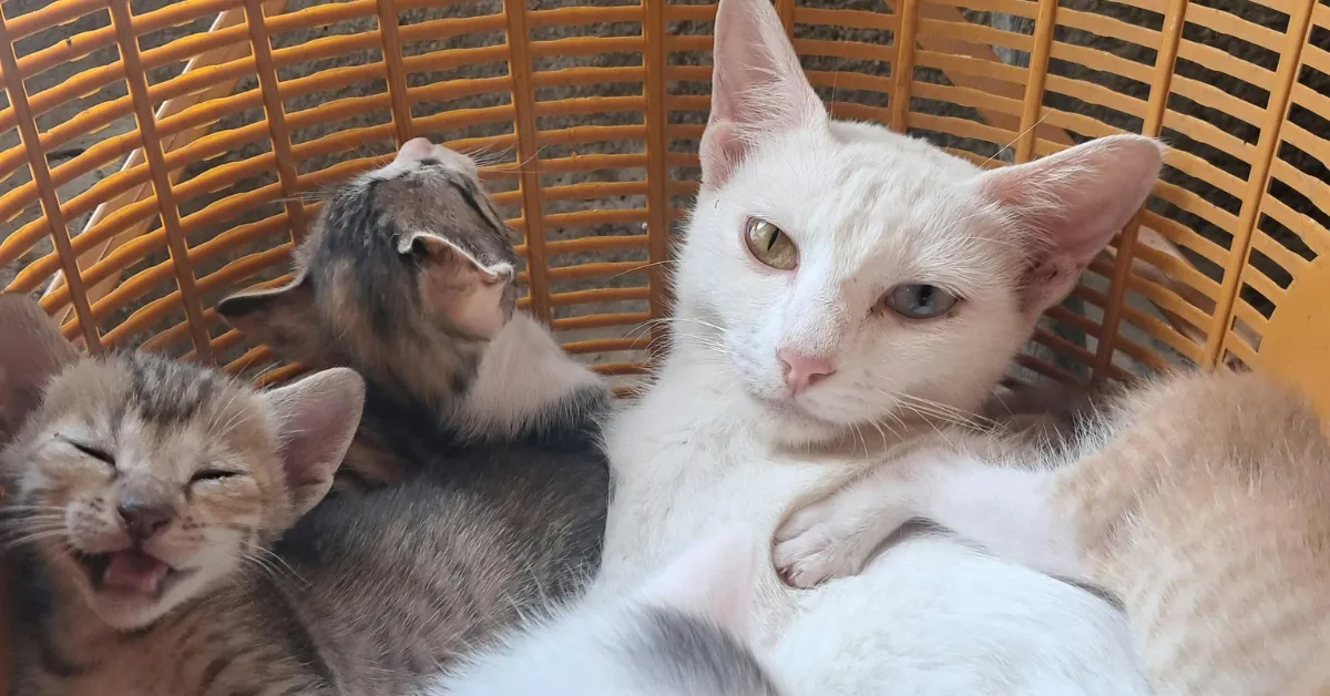 my cat just had kittens what do i do