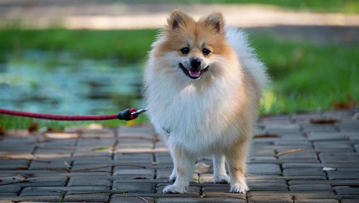 Fluffy Pomeranian on a leash standing on a brick path outdoors