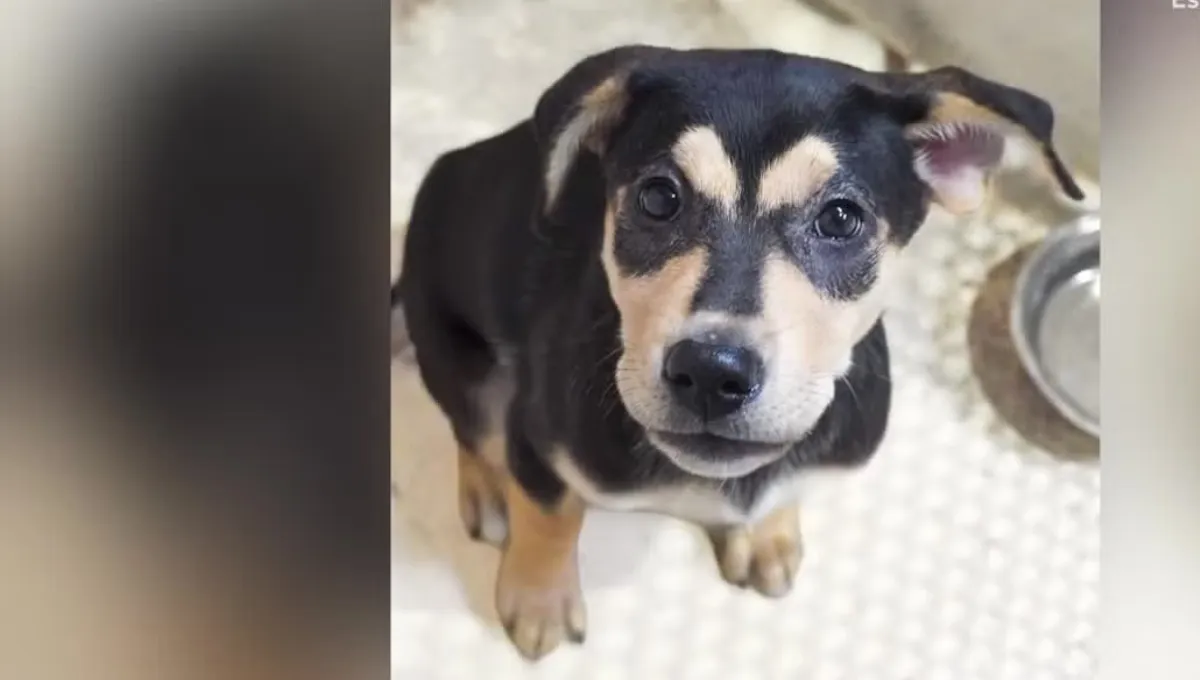 A puppy that wandered up to a Tampa Police Department office, later reunited with its owner via microchipA puppy that wandered up to a Tampa Police Department office, later reunited with its owner via microchip
