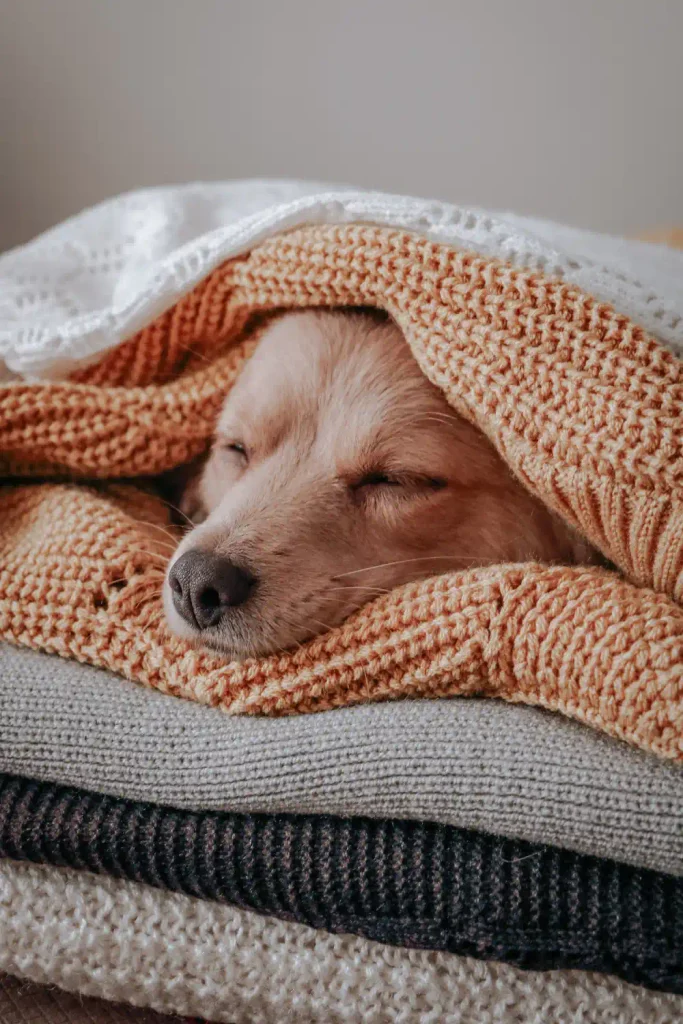 Puppy sleeping peacefully wrapped in cozy knit blankets