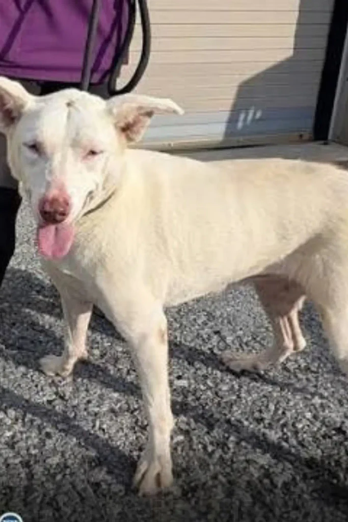 A white dog rescued from poor conditions in Texas, standing outdoors at the Humane Society of Harrisburg Area