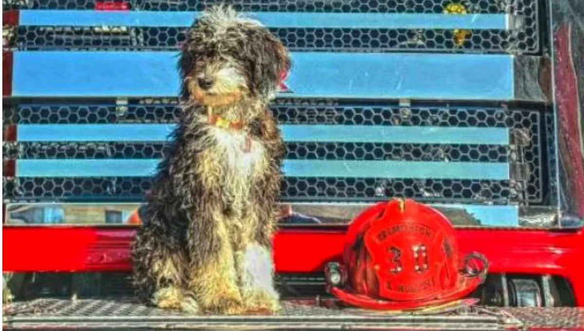 Rosie, a Sheepadoodle therapy dog, sitting on a fire truck bumper next to a red firefighter helmet