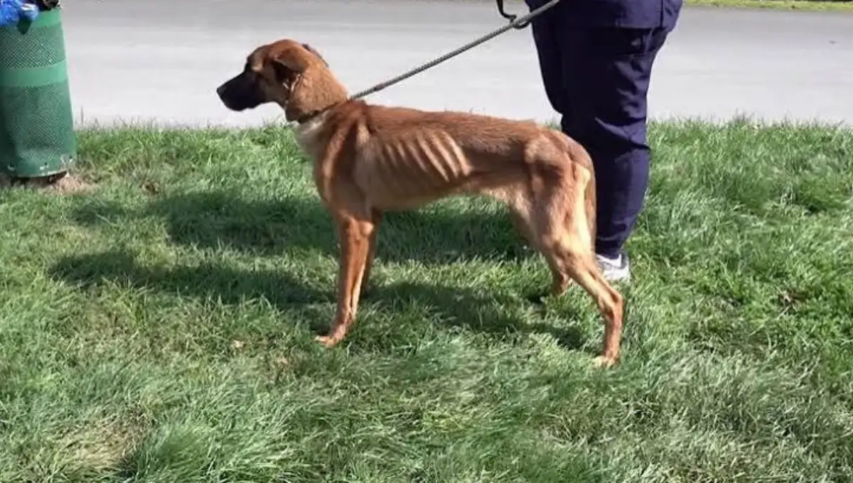 Sally, a severely emaciated German shepherd, standing on grass on a leash after being rescued in Carbon County