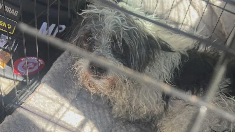 Shih Tzu Rescued From Open Sewer in Johnston Rhode Island After Falling 12 Feet While Maintenance Was Being Done