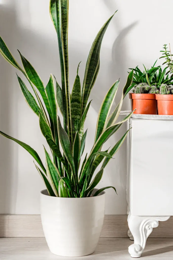 Snake plant in a white pot beside small potted cacti on a white cabinet