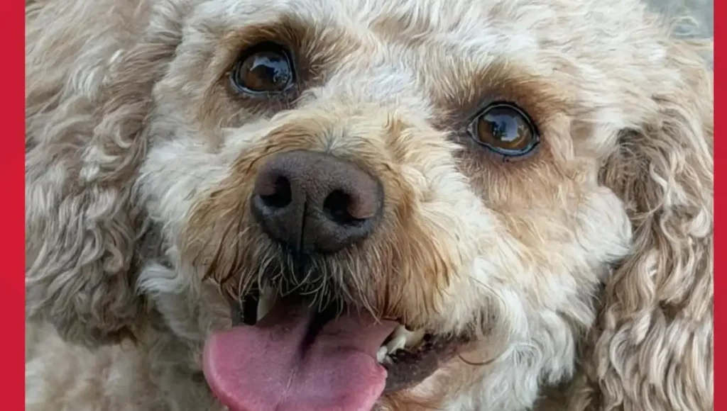 Snickerdoodle the Miniature Poodle Was Killed in an Akron Crosswalk Hit and Run and Her Owner Is Still in the Hospital