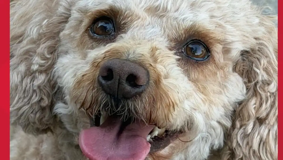 Close-up of a curly-coated cream and tan dog with brown eyes and tongue out, named Snickerdoodle
