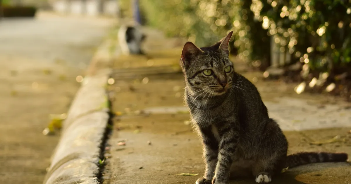 stray cat colony Corpus Christi