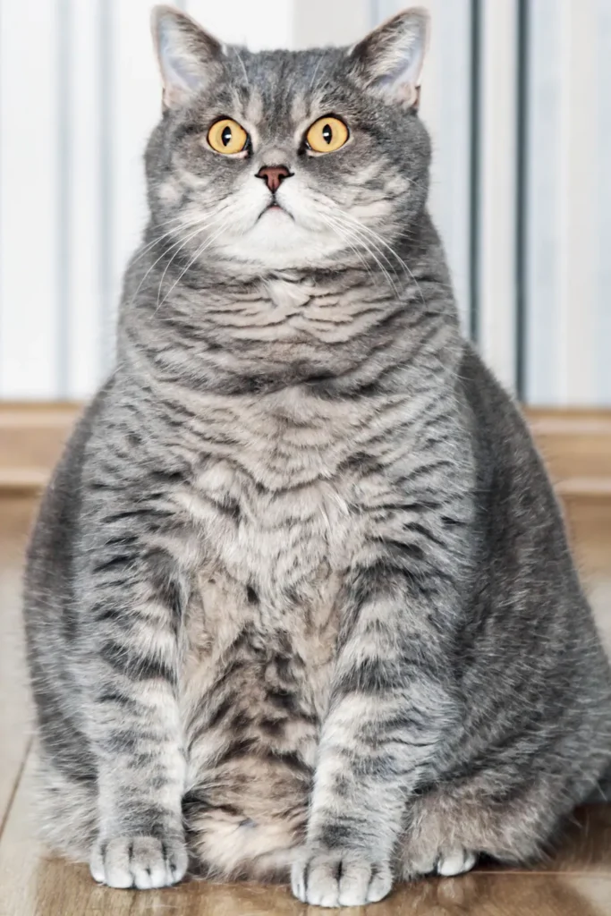 why is my cat gaining weight after being neutered