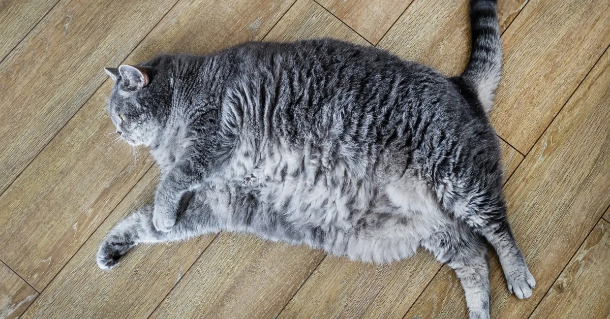 why is my cat gaining weight after being neutered