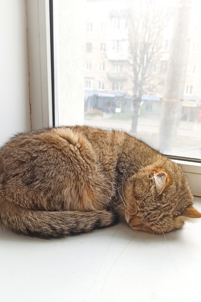 why is my cat less active in winter